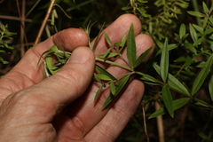 Westringia amabilis