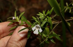 Westringia amabilis