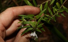Westringia amabilis