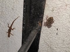 Cnemaspis mysoriensis