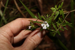 Westringia amabilis
