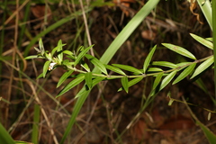 Westringia amabilis