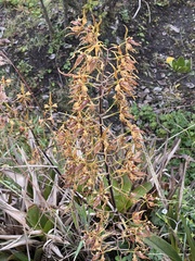 Cyrtochilum
