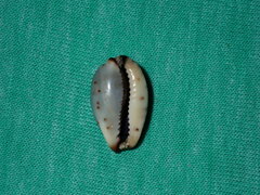 Purpuradusta gracilis