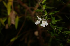 Westringia amabilis
