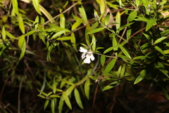 Westringia amabilis