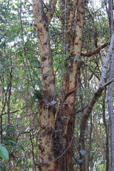 Vachellia leucophloea