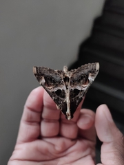 Sphingomorpha chlorea