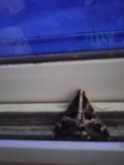 Sphingomorpha chlorea