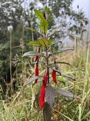 Fuchsia boliviana