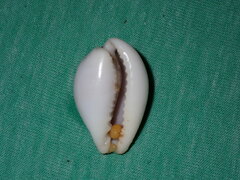 Erronea subviridis