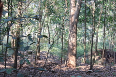 Cyornis tickelliae