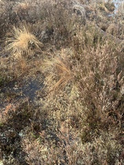 Calluna vulgaris