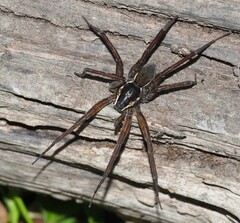Dolomedes vicque