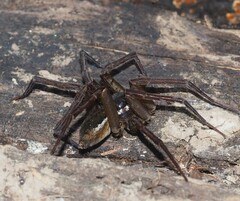 Dolomedes vicque
