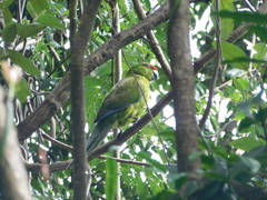Cyanoramphus cookii