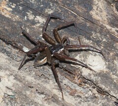 Dolomedes vicque