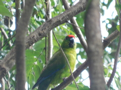 Cyanoramphus cookii