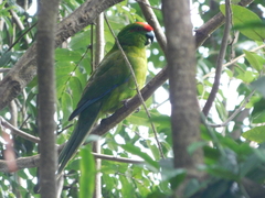 Cyanoramphus cookii