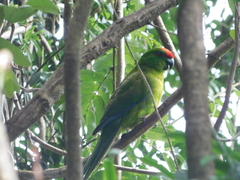 Cyanoramphus cookii