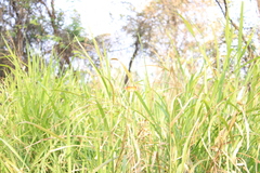 Danaus chrysippus