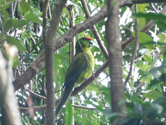 Cyanoramphus cookii