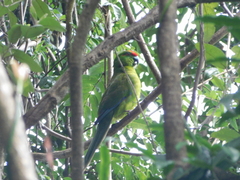 Cyanoramphus cookii