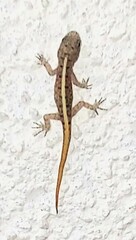 Cnemaspis mysoriensis