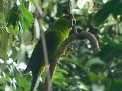 Cyanoramphus cookii