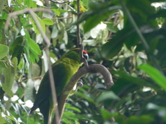 Cyanoramphus cookii