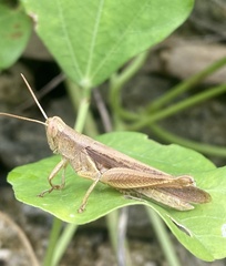 Stenocatantops splendens