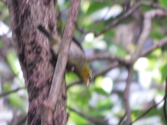 Zosterops tenuirostris