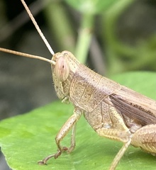Stenocatantops splendens