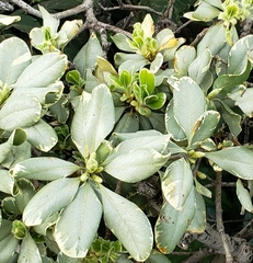 Rhododendron aganniphum