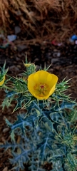 Argemone mexicana