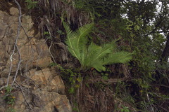 Dioon edule