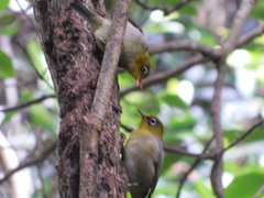 Zosterops tenuirostris
