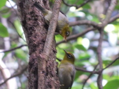Zosterops tenuirostris