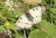 Parnassius mnemosyne