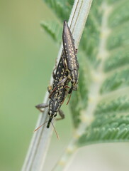 Rhinotia lineata