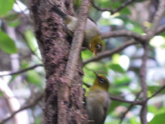 Zosterops tenuirostris