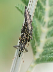 Rhinotia lineata