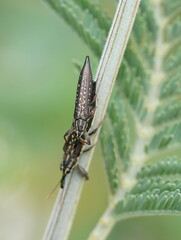 Rhinotia lineata