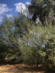 Chamaecytisus prolifer