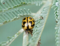 Peltoschema oceanicum