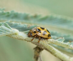 Peltoschema oceanicum