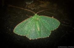 Eucyclodes metaspila