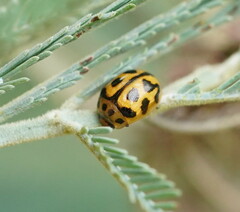 Peltoschema oceanicum