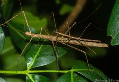 Candovia granulosa