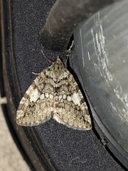 Hydriomena nubilofasciata
